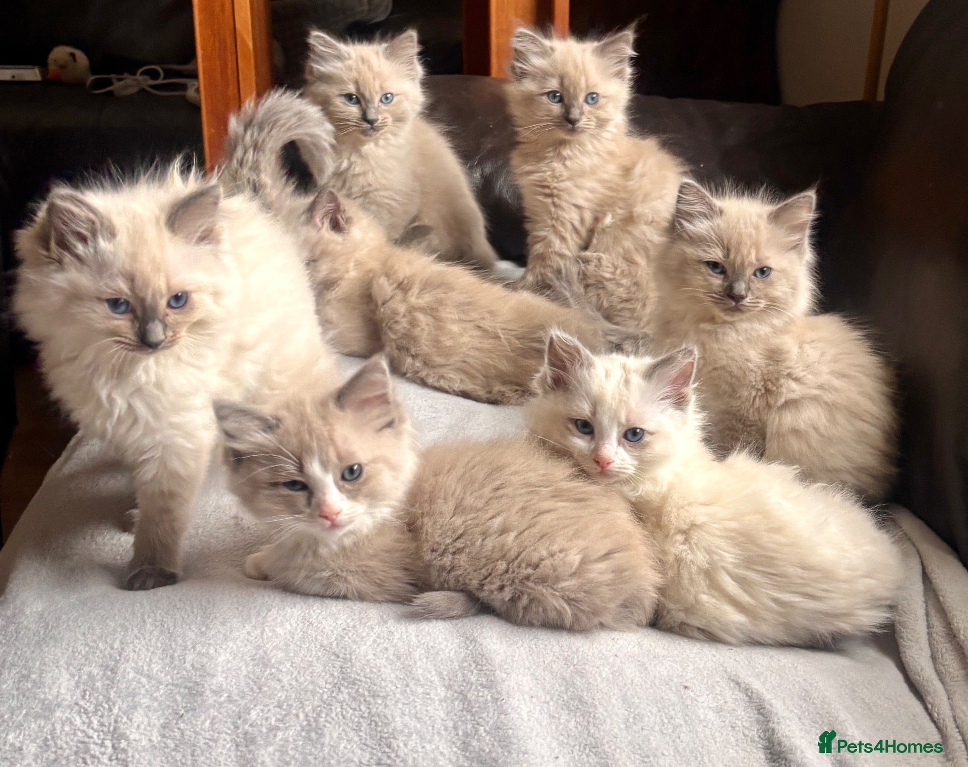 Ragdoll cats Gorgeous Ragdoll Kittens for Forever Homes!  - Advert 2