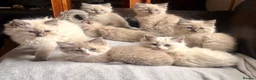 Ragdoll cats for sale: Gorgeous Ragdoll Kittens for Forever Homes!  - Advert 1
