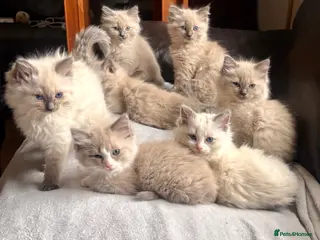 Ragdoll cats Gorgeous Ragdoll Kittens for Forever Homes! - Advert 3