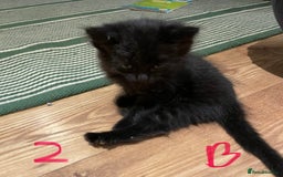 Ragdoll cats for sale: Half Ragdoll KITTENS - Image 14