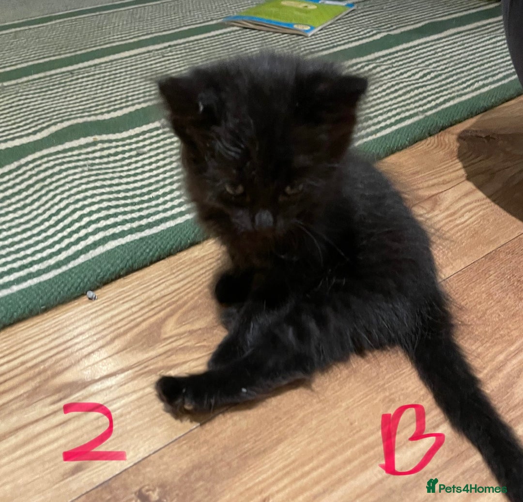 Ragdoll cats for sale: Half Ragdoll KITTENS - Image 14
