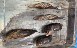 Snails invertebrates for sale: African Giants Land Snails  - Image 2
