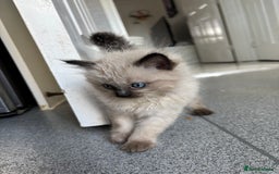 Ragdoll cats for sale: READY TO LEAVE Purebred ragdolls - Image 8