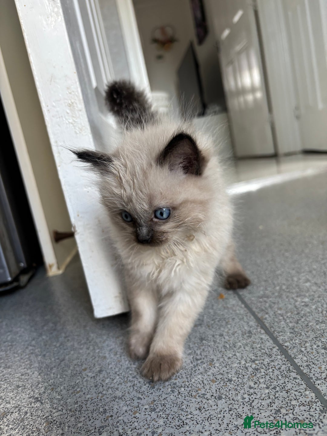 Ragdoll cats for sale: READY TO LEAVE Purebred ragdolls - Image 8