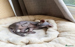 Sphynx cats for sale: Don Sphynx Kittens - Image 6