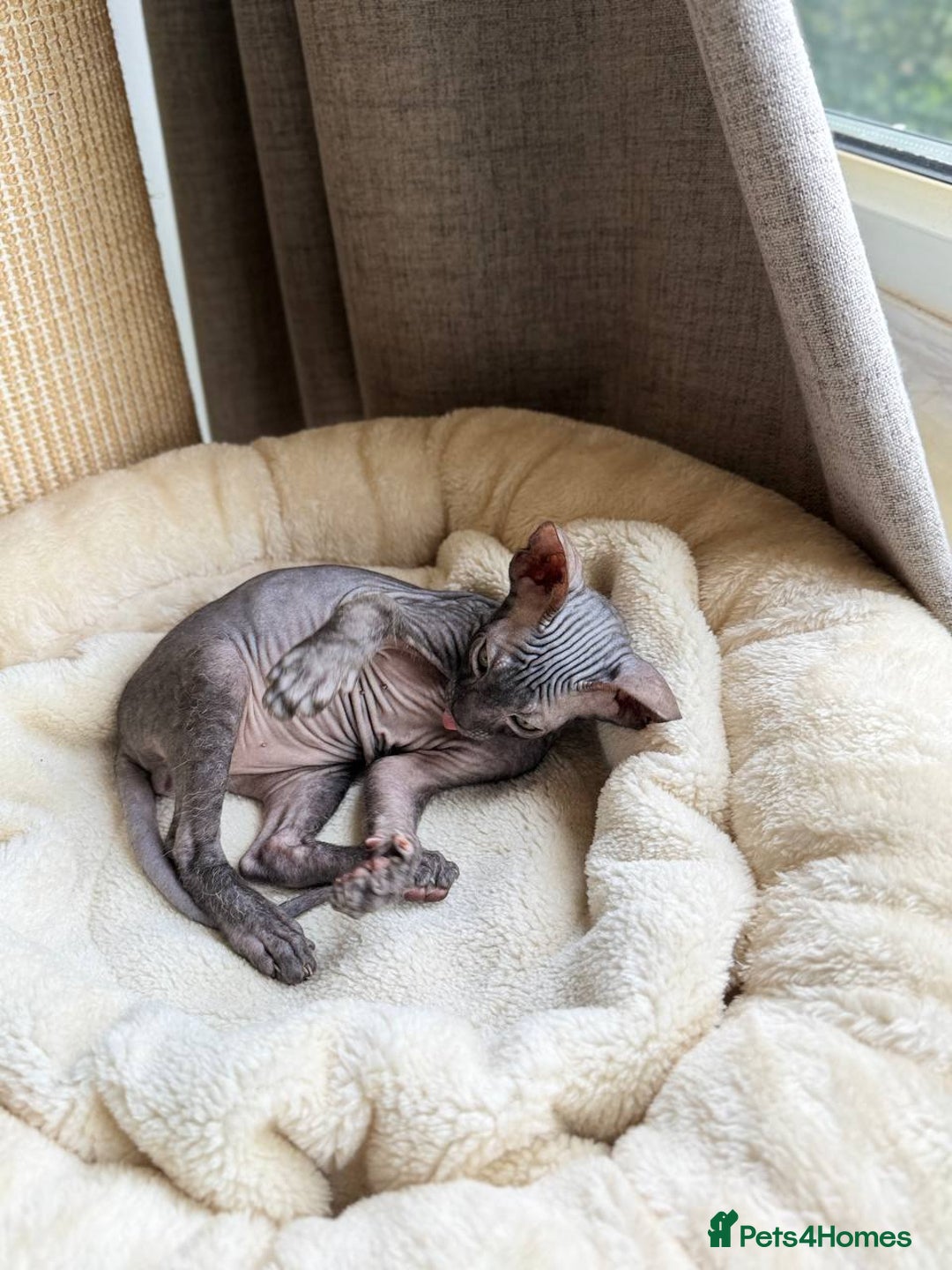 Sphynx cats for sale: Don Sphynx Kittens - Image 6