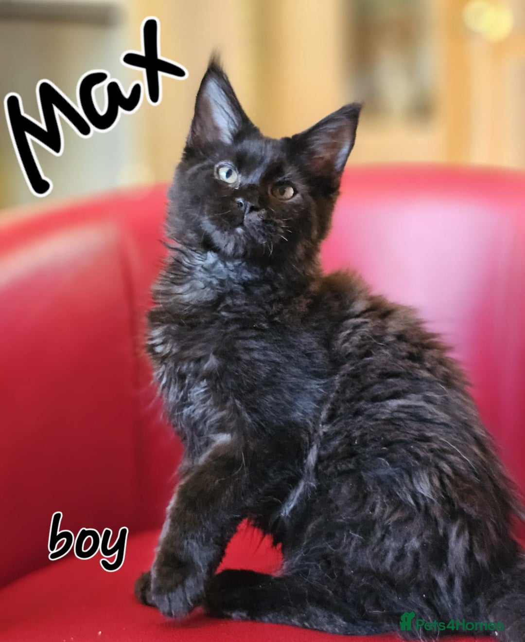 Maine Coon cats for sale: Pure breed Maine Coons Kittens  - Image 4