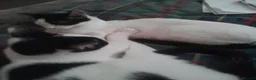 British Shorthair cats for sale: Girl kittens available  in Glasgow - Advert 4