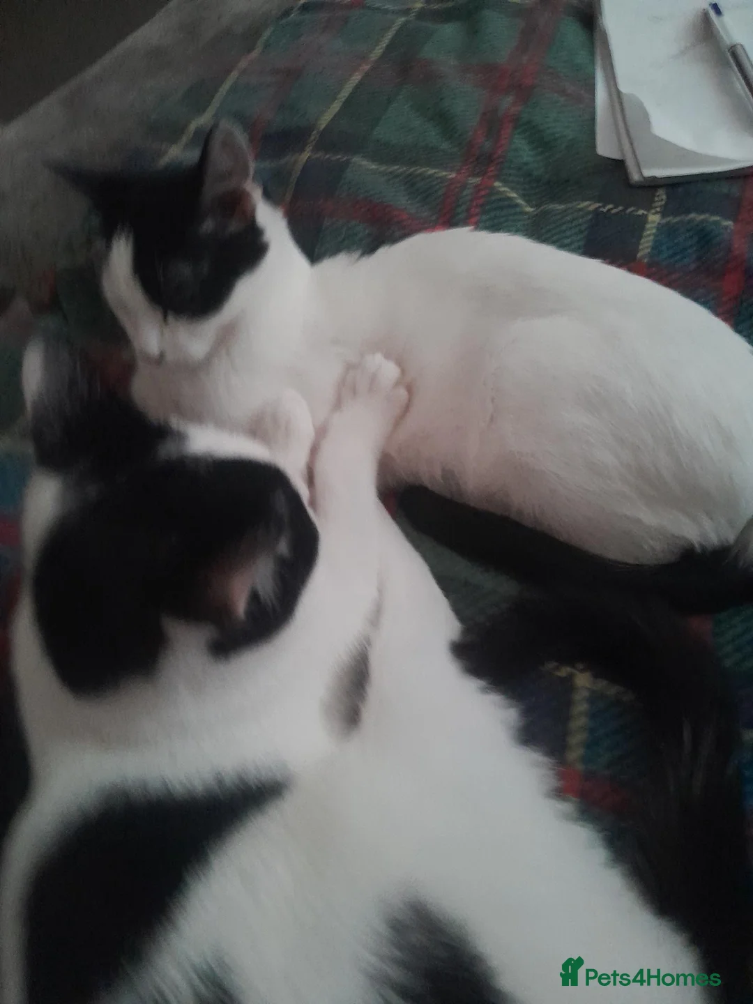 British Shorthair cats for sale: Girl kittens available  in Glasgow - Advert 4