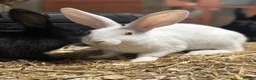 Belgian Hares rabbits for sale: Belgian hares  - Advert 5