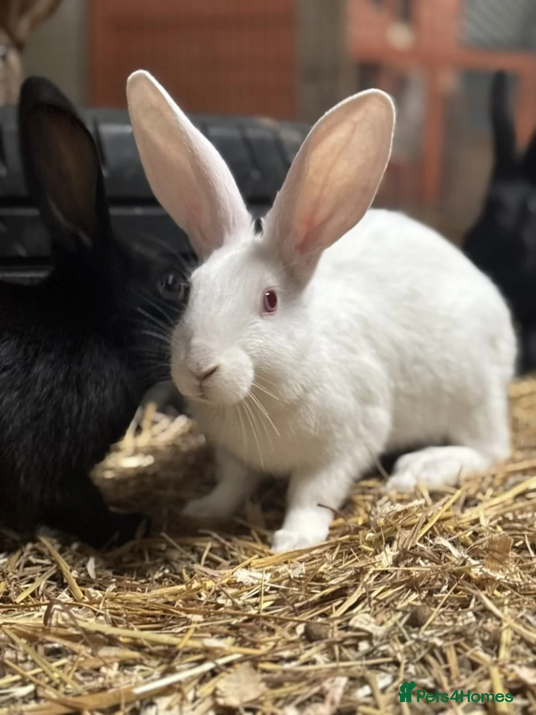 Belgian Hares rabbits for sale: Belgian hares  - Advert 5