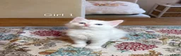 Ragdoll cats for sale: Ragdoll X kittens in Lincoln - Advert 3