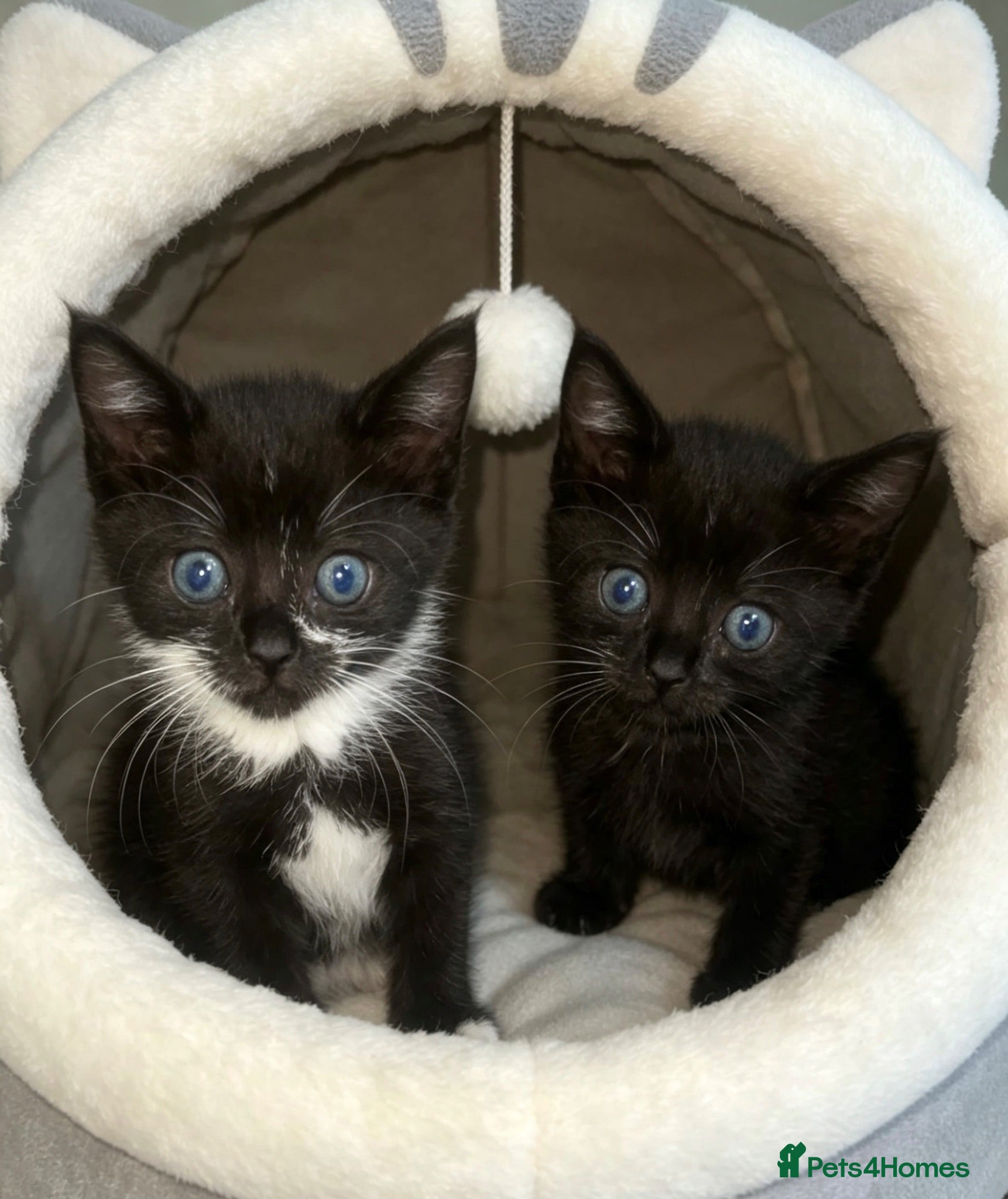 Mixed Breed cats Girls ready for a new loving family home - Advert 14