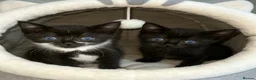 Mixed Breed cats for sale: Ready to leave  - Advert 1