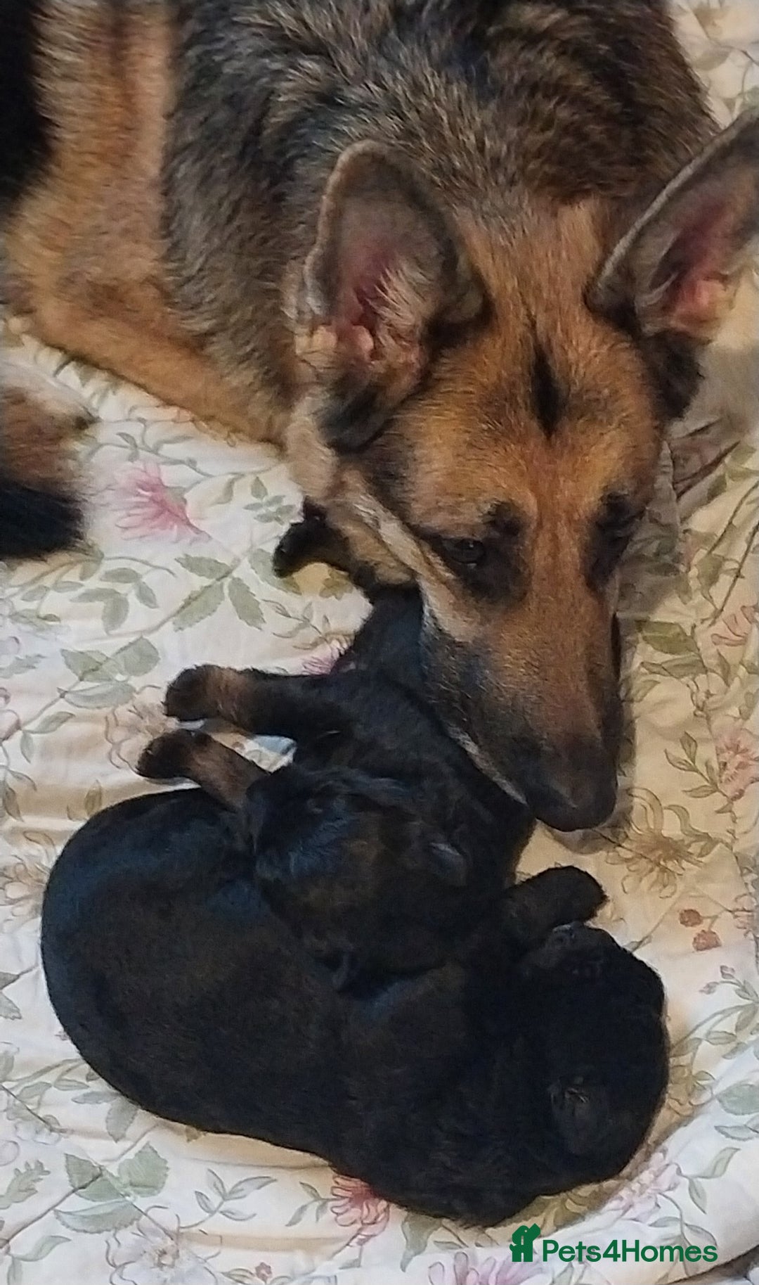 German Shepherd dogs for sale: 2 boy german shepherd puppy's  - Advert 1