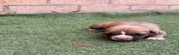 Staffordshire Bull Terrier dogs for sale: Staffy in Rotherham - Advert 6