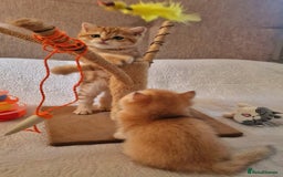 British Shorthair cats for sale: NY12 TICA GOLDEN BRITISH SHORTHAIR KITTENS  - Image 3