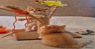 British Shorthair cats - Advert 3