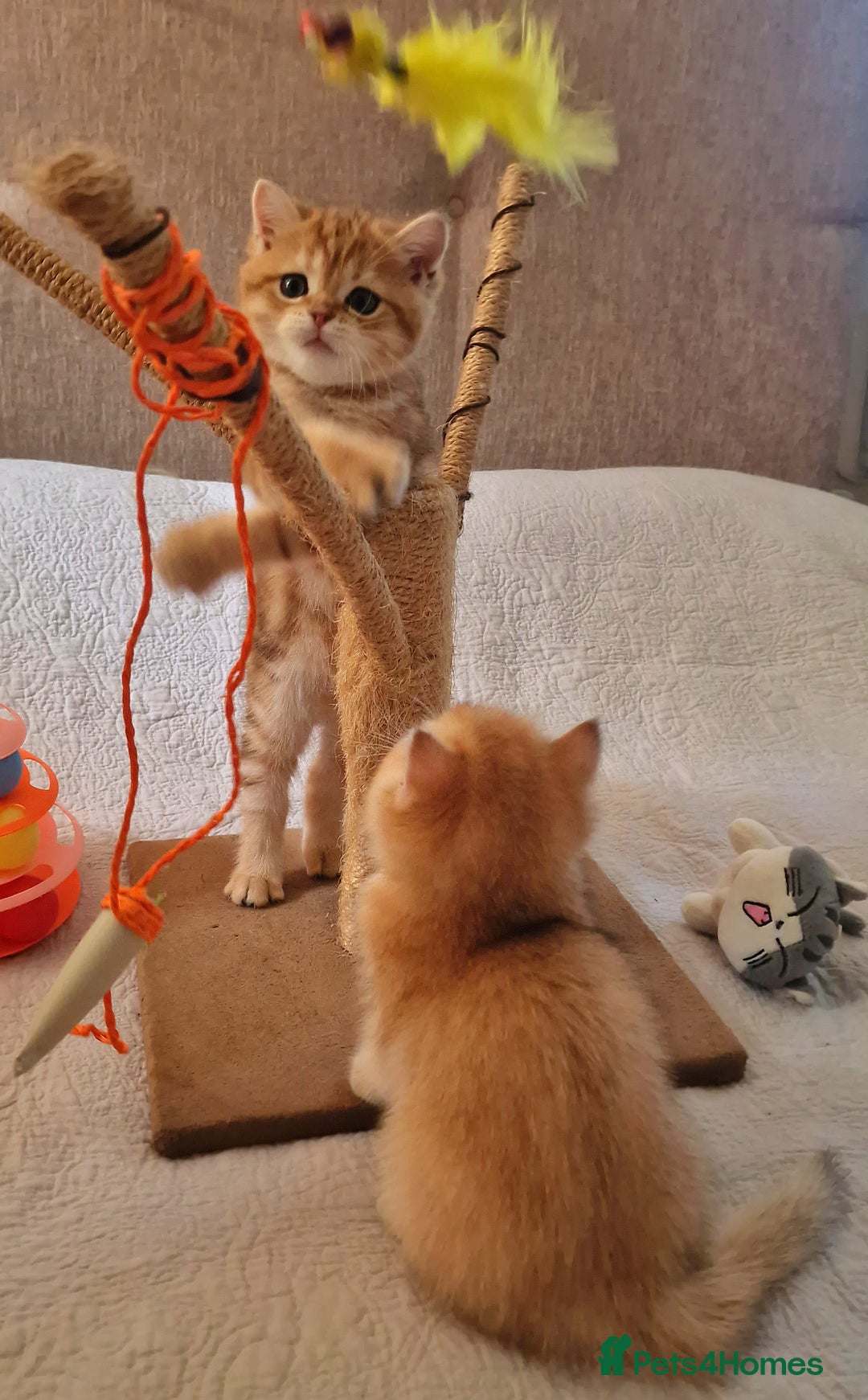 British Shorthair cats for sale: NY12 TICA GOLDEN BRITISH SHORTHAIR KITTENS  - Image 3