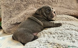English Bulldog dogs for sale: Outstanding KC English Bulldogs, Top Quality Pups - Image 29