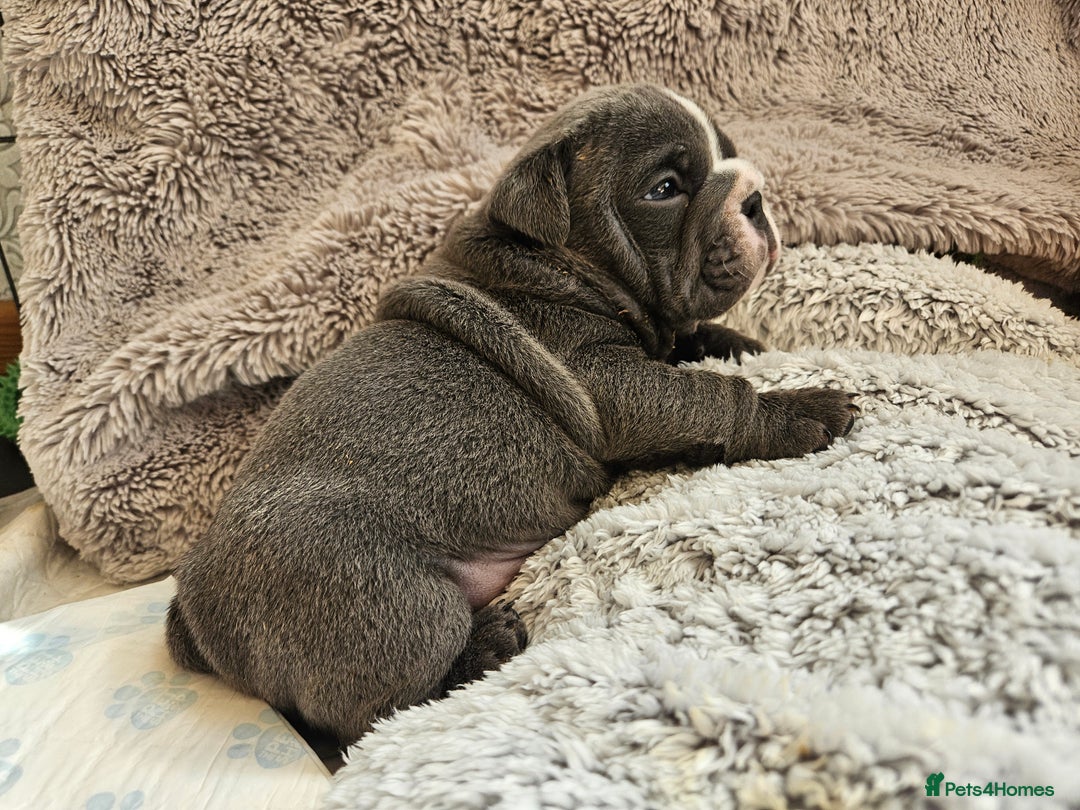 English Bulldog dogs for sale: Outstanding KC English Bulldogs, Top Quality Pups - Image 29