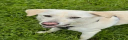 Mixed Breed dogs for adoption: Bobby – Labrador Retriever Mix - Advert 4