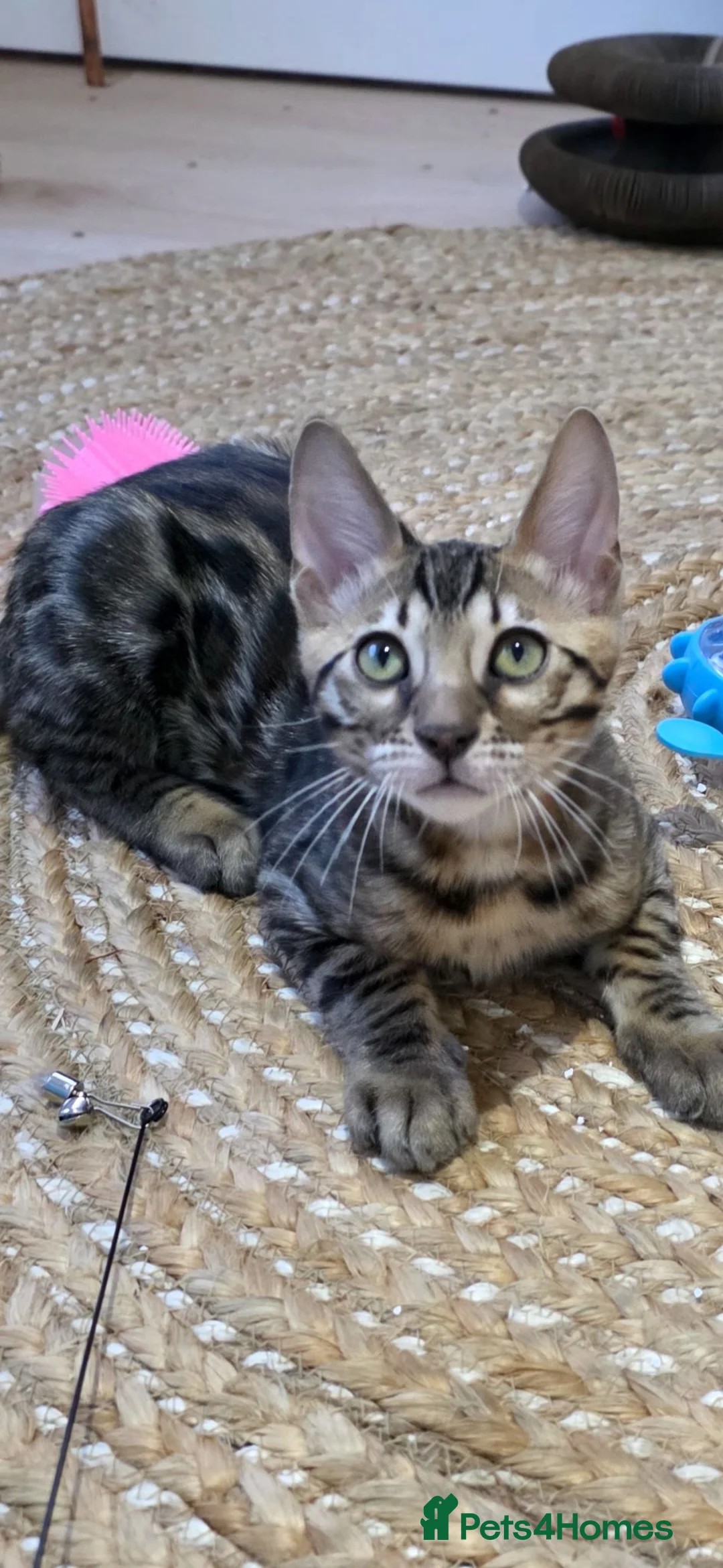 Bengal cats for sale: Male Bengal kitten - Advert 2
