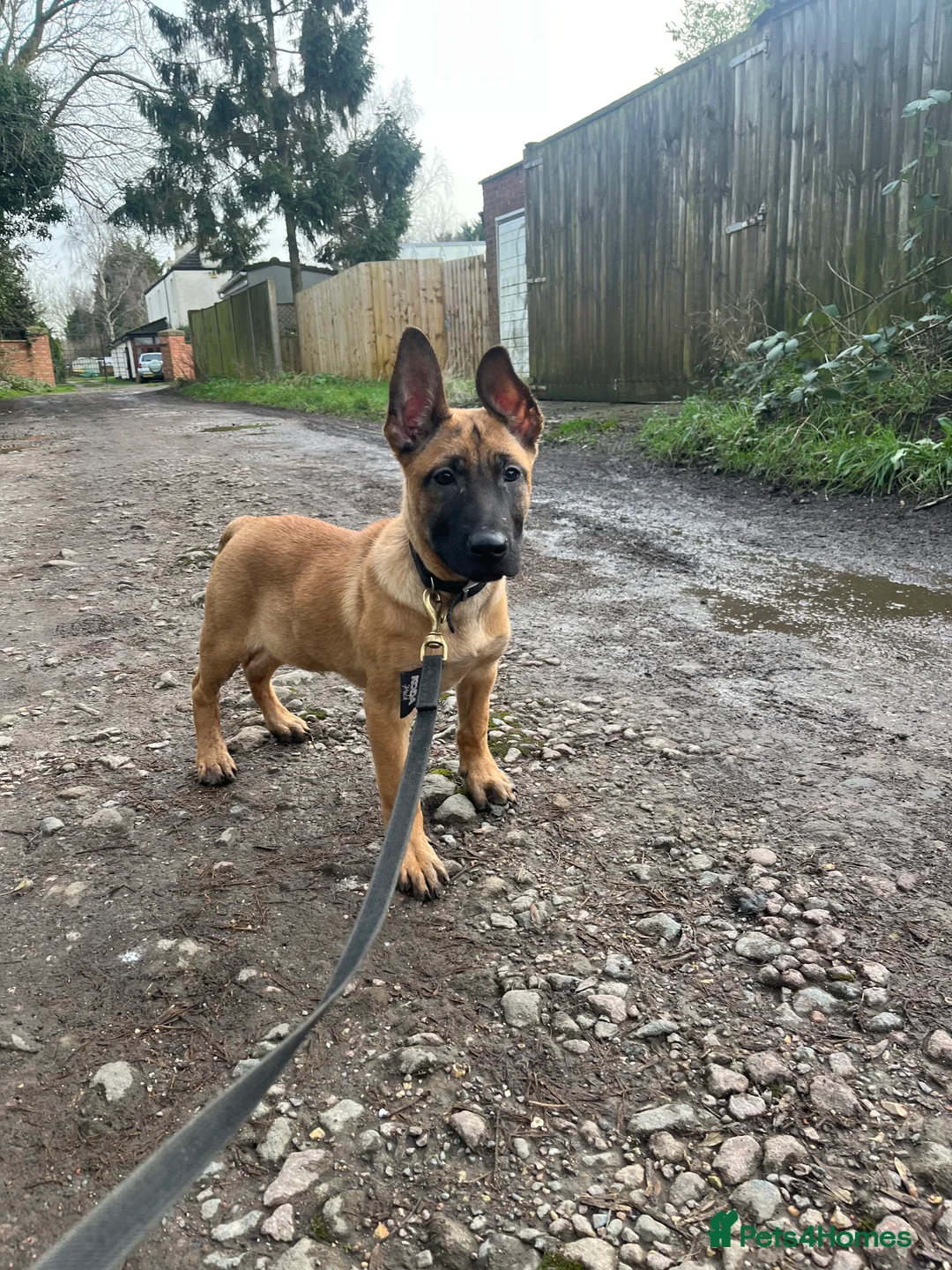 Belgian Shepherd Dog dogs for sale: Dutch Shepherd KNPV - Advert 1