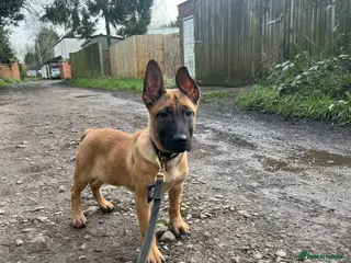 Belgian Shepherd Dog dogs Dutch Shepherd KNPV - Advert 4