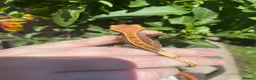 Gecko reptiles for sale: Crested Gecko Babies - Advert 3