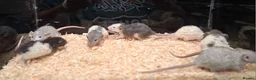 Rat rodents for sale: Baby Dumbo rats, natural, Rex , Nakeds - Advert 29