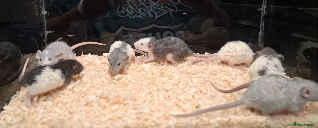 Rat rodents for sale: Baby Dumbo rats, natural, Rex , Nakeds - Advert 29