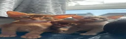 Abyssinian cats for sale: Abyssinian kittens  - Advert 11