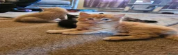 Mixed Breed cats for sale: Ragdoll x shorthair kittens - Advert 2