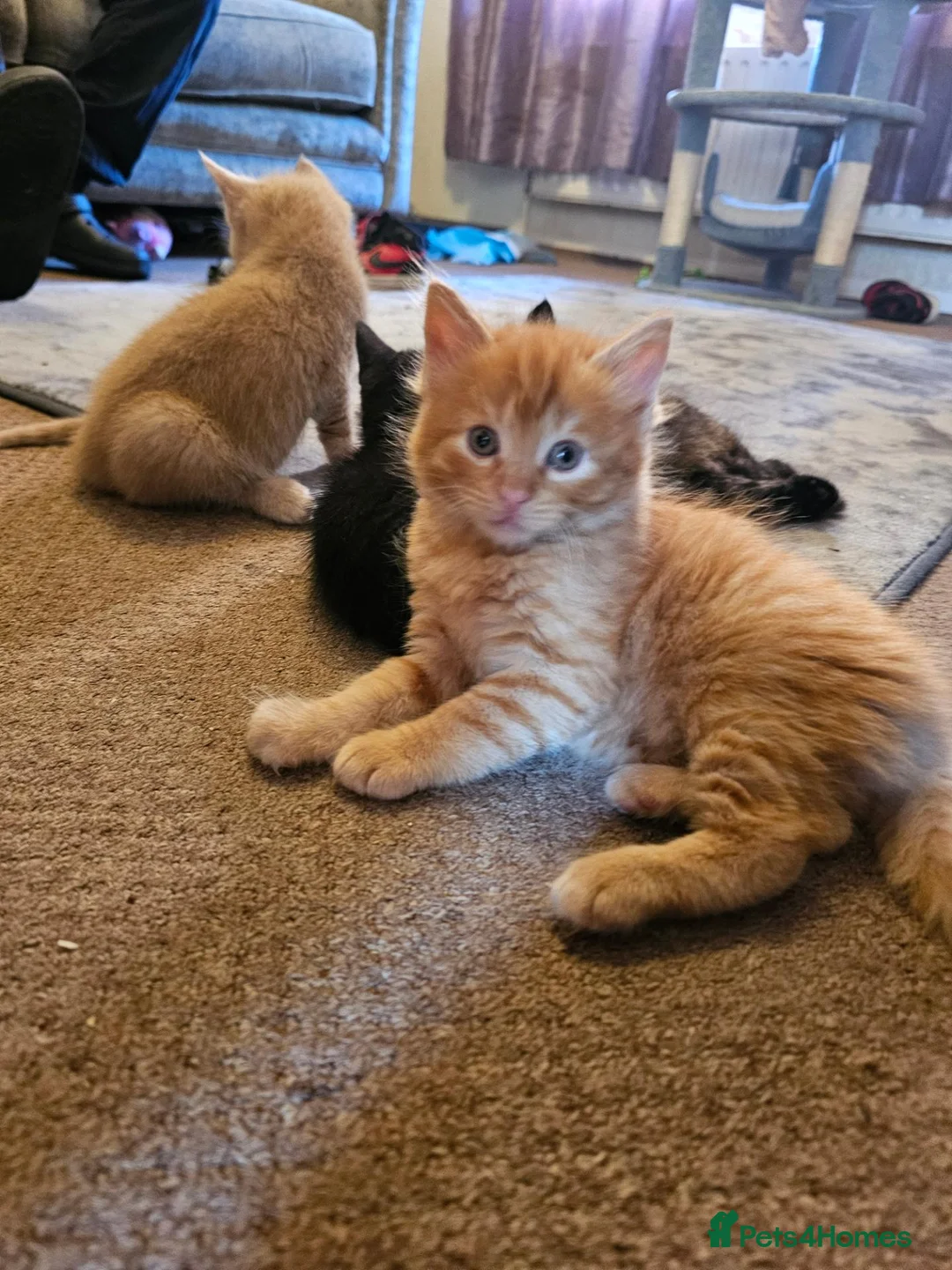 Mixed Breed cats for sale: Ragdoll x shorthair kittens - Advert 2