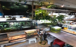 Gecko reptiles for sale: Geckos Fish Frogs full setups - Image 6