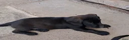 Mixed Breed dogs for sale: Labrador x teckel dachshund puppies  - Advert 9