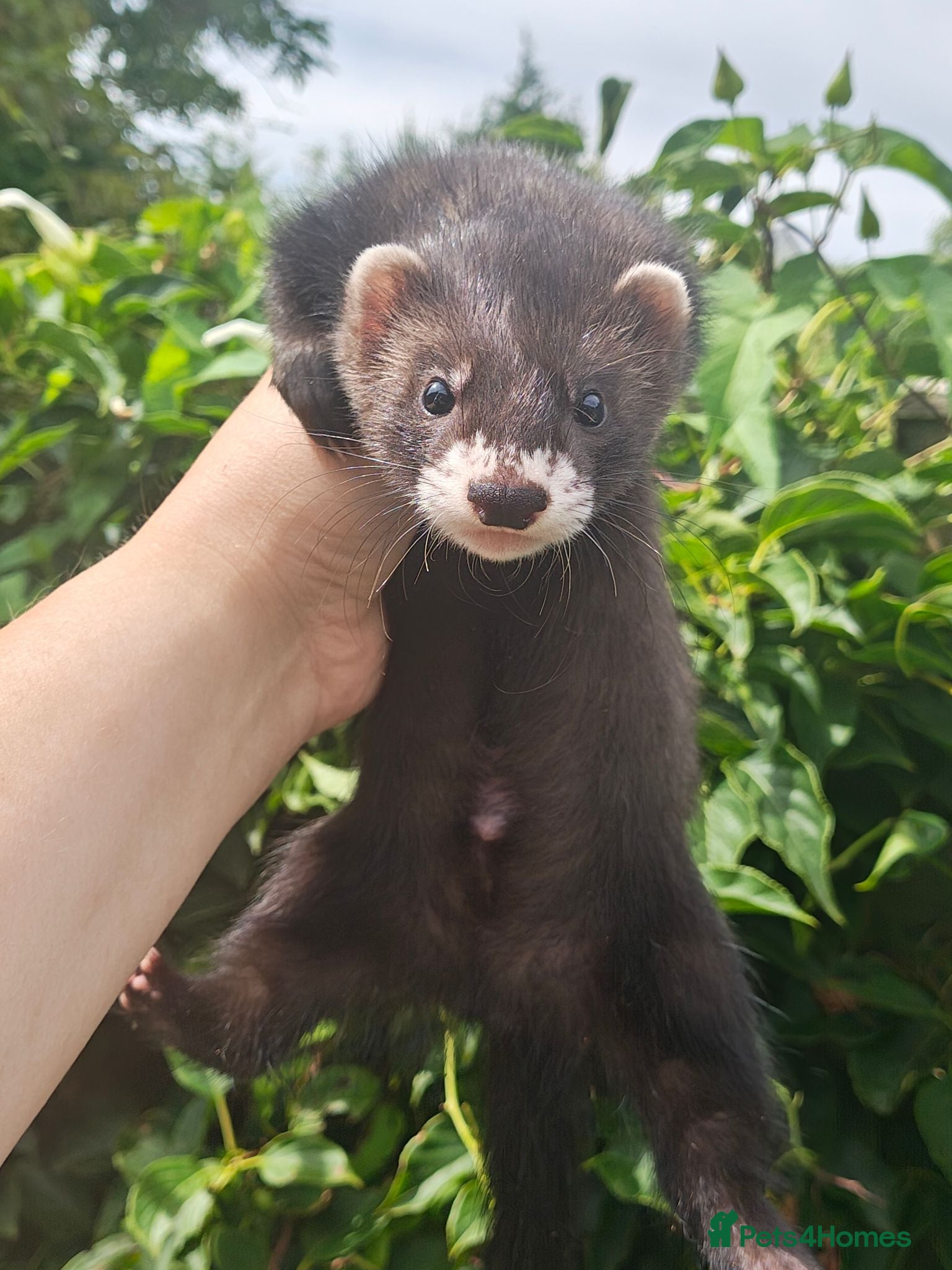 Ferret rodents Beautiful ferret hobs - Advert 7