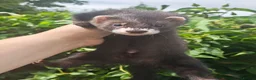 Ferret rodents for sale: Beautiful ferret hobs in Romney Marsh - Advert 1