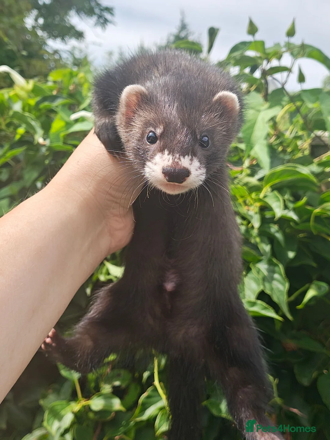 Ferret rodents for sale: Beautiful ferret hobs in Romney Marsh - Advert 1