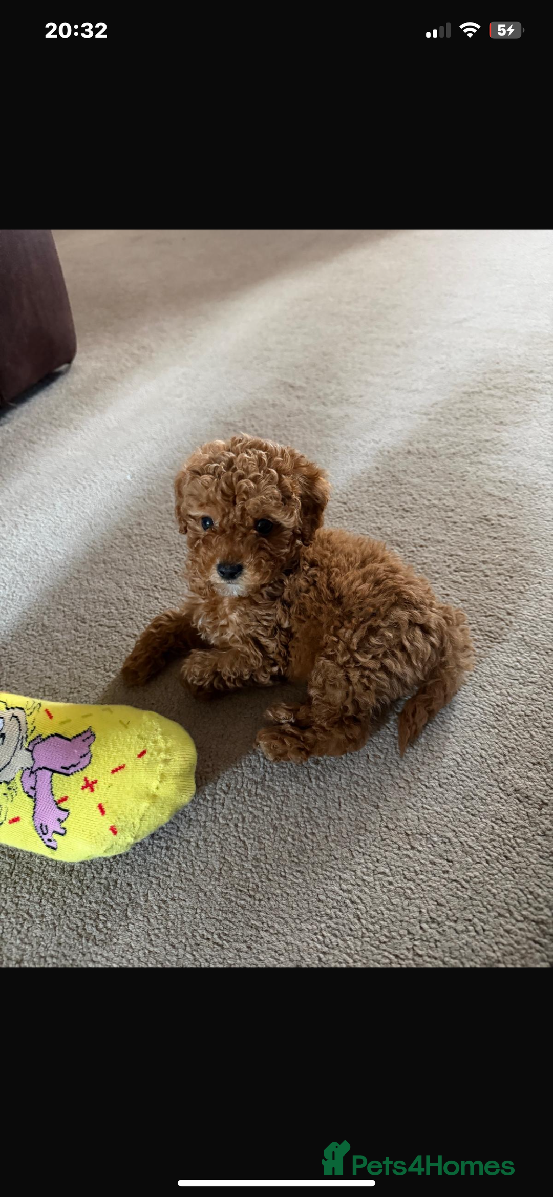 Cockapoo dogs for sale: F1b cockapoo  - Advert 1