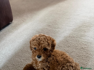 Cockapoo dogs F1b cockapoo - Advert 16