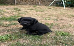 Cockerdor dogs for sale: One boy cockerdor puppy-Ready to go this weekend  - Image 15