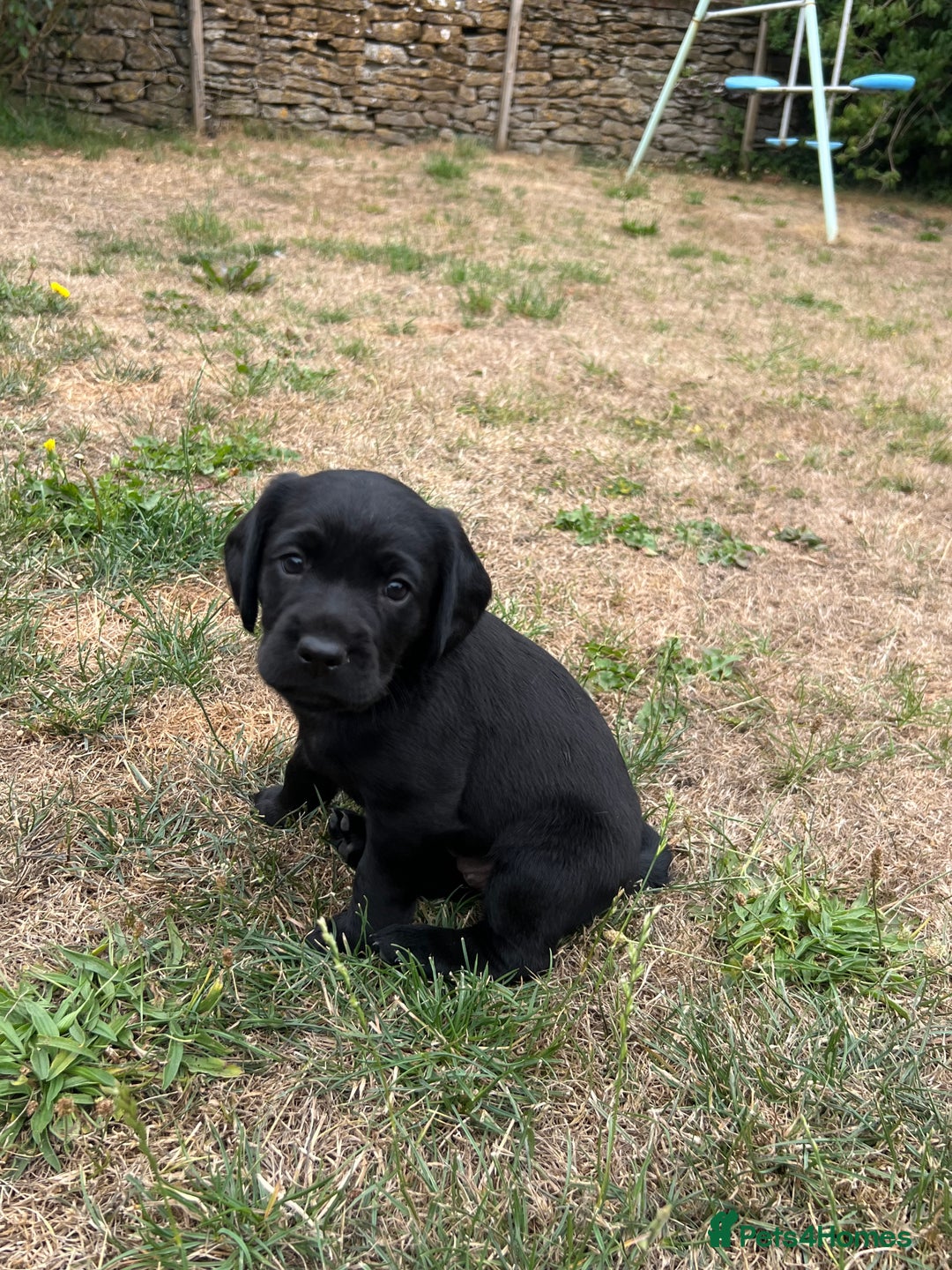 Cockerdor dogs for sale: One boy cockerdor puppy-Ready to go this weekend  - Image 15