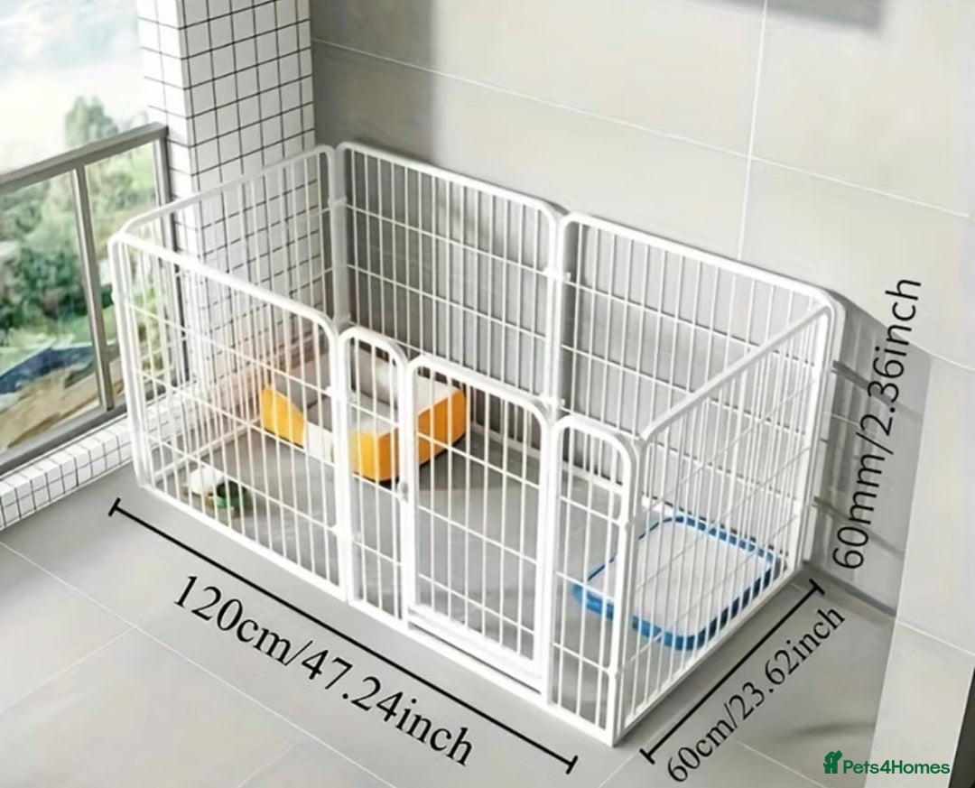 Lionhead rabbits for sale: friendly lionhead rabbits (includes everything)  - Advert 11