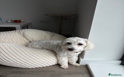 Bichon Frise dogs for sale: 1 year old Bishon looking for new home  - Image 1