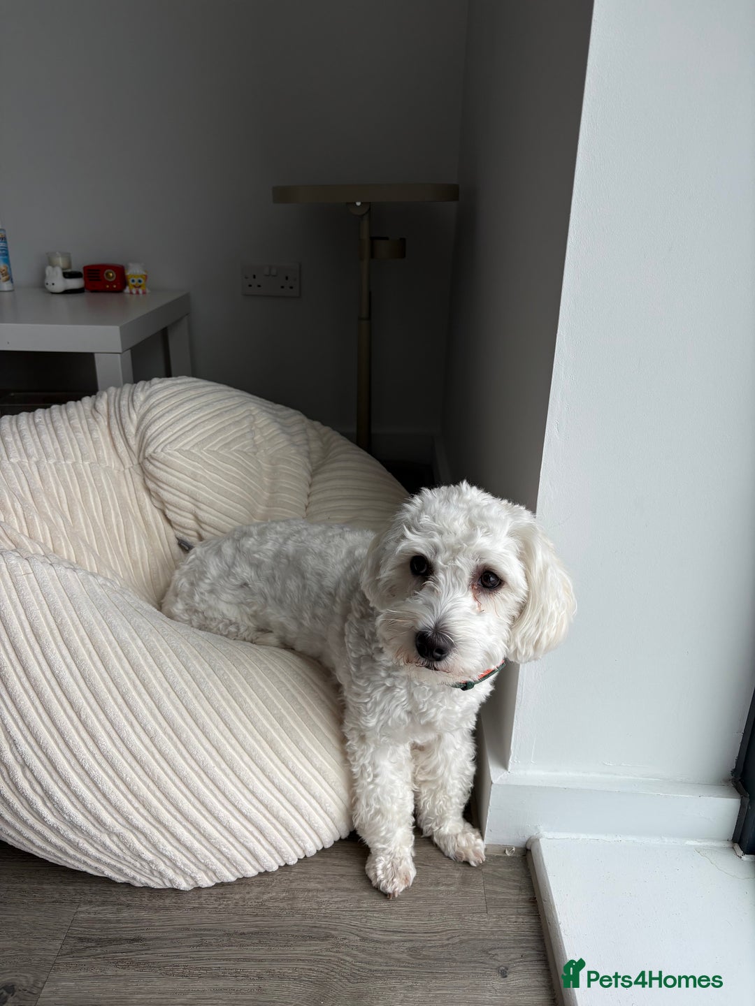 Bichon Frise dogs for sale: 1 year old Bishon looking for new home  - Image 1