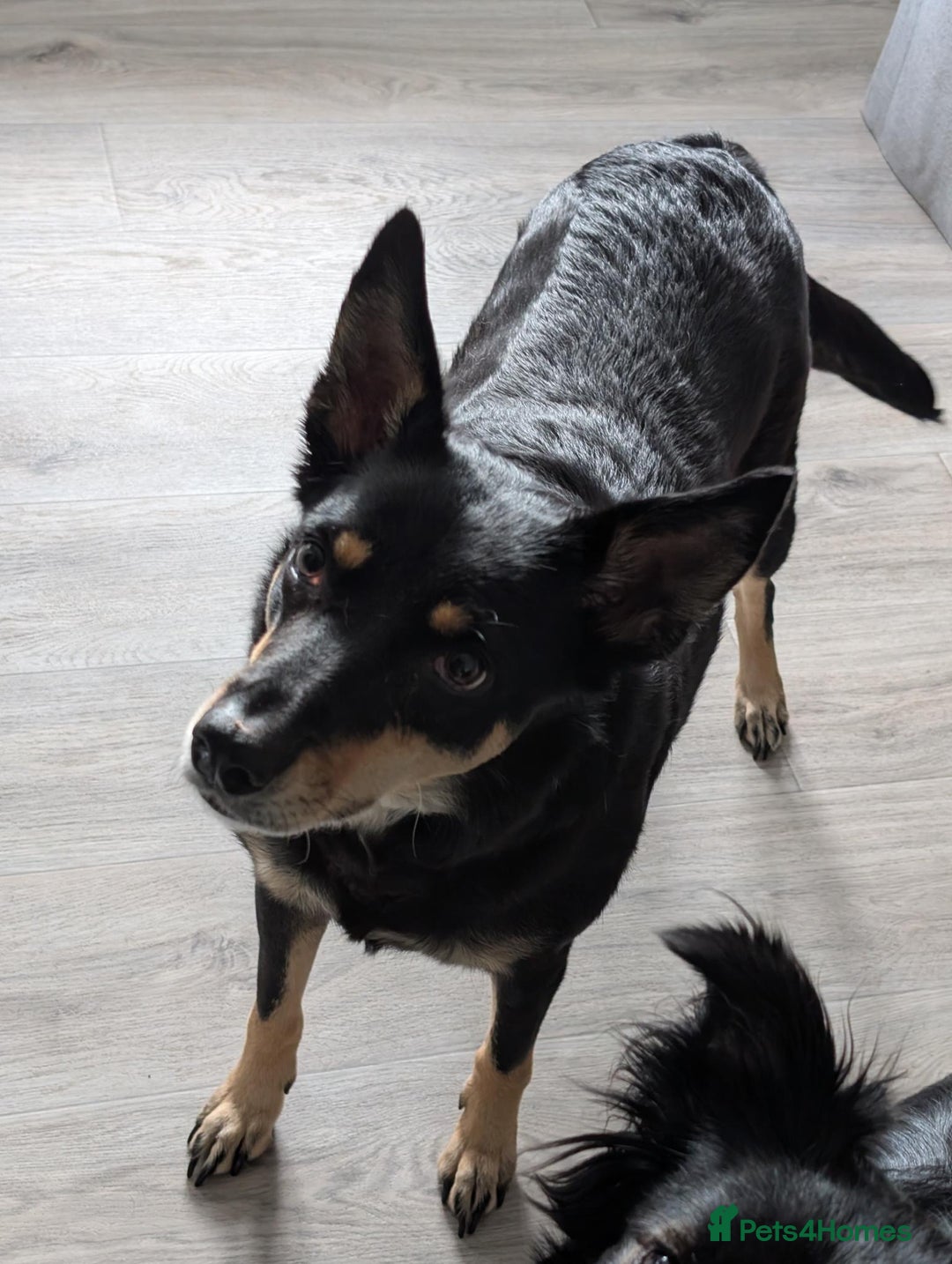 Mixed Breed dogs for sale: Sweet, People-Loving Kelpie Ready for a New Home - Advert 5