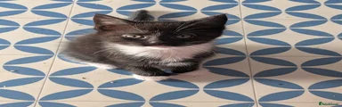 Maine Coon 1