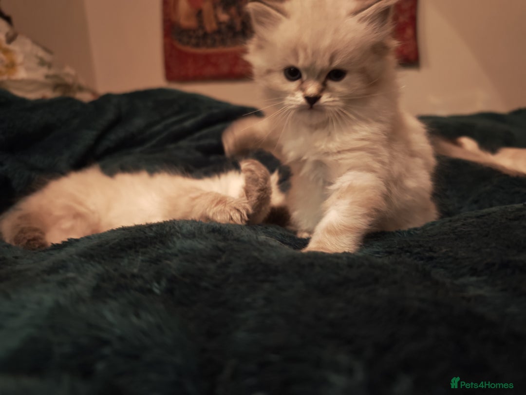 Siberian cats for sale: GCCF +TICA parents - Image 19